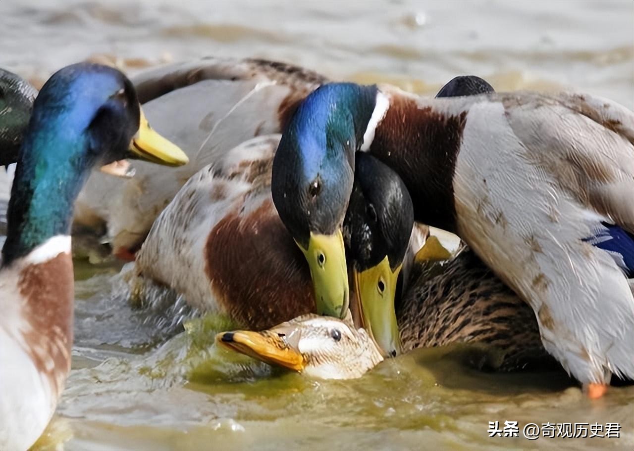 雄性动物进化器官,雄性生物生殖进化