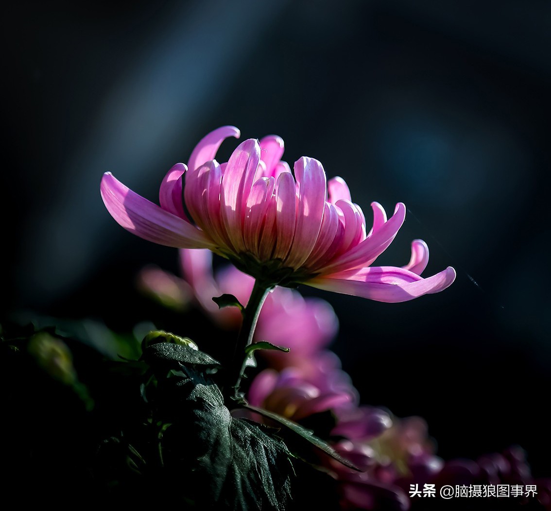 你拍的照片不够唯美,你拍的照片不清晰是怎么回事