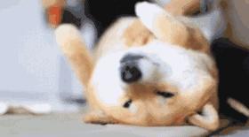 海底捞公司注册地,海底捞与供应链公司都上市了吗