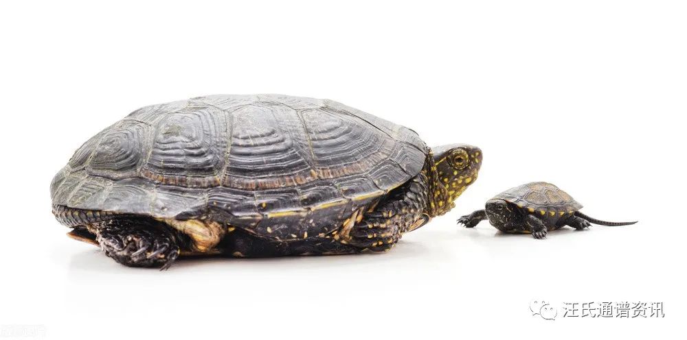 汪氏宗谱大全集,汪氏艺文