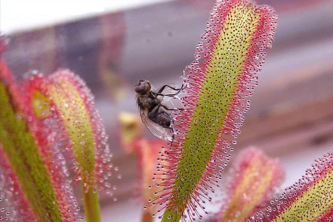 设置陷阱捕捉昆虫植物,设陷阱抓石斑鱼