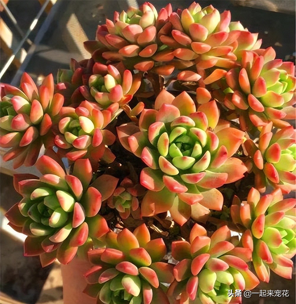 马库斯多肉夏天怎么上盆,多肉马库斯小老桩