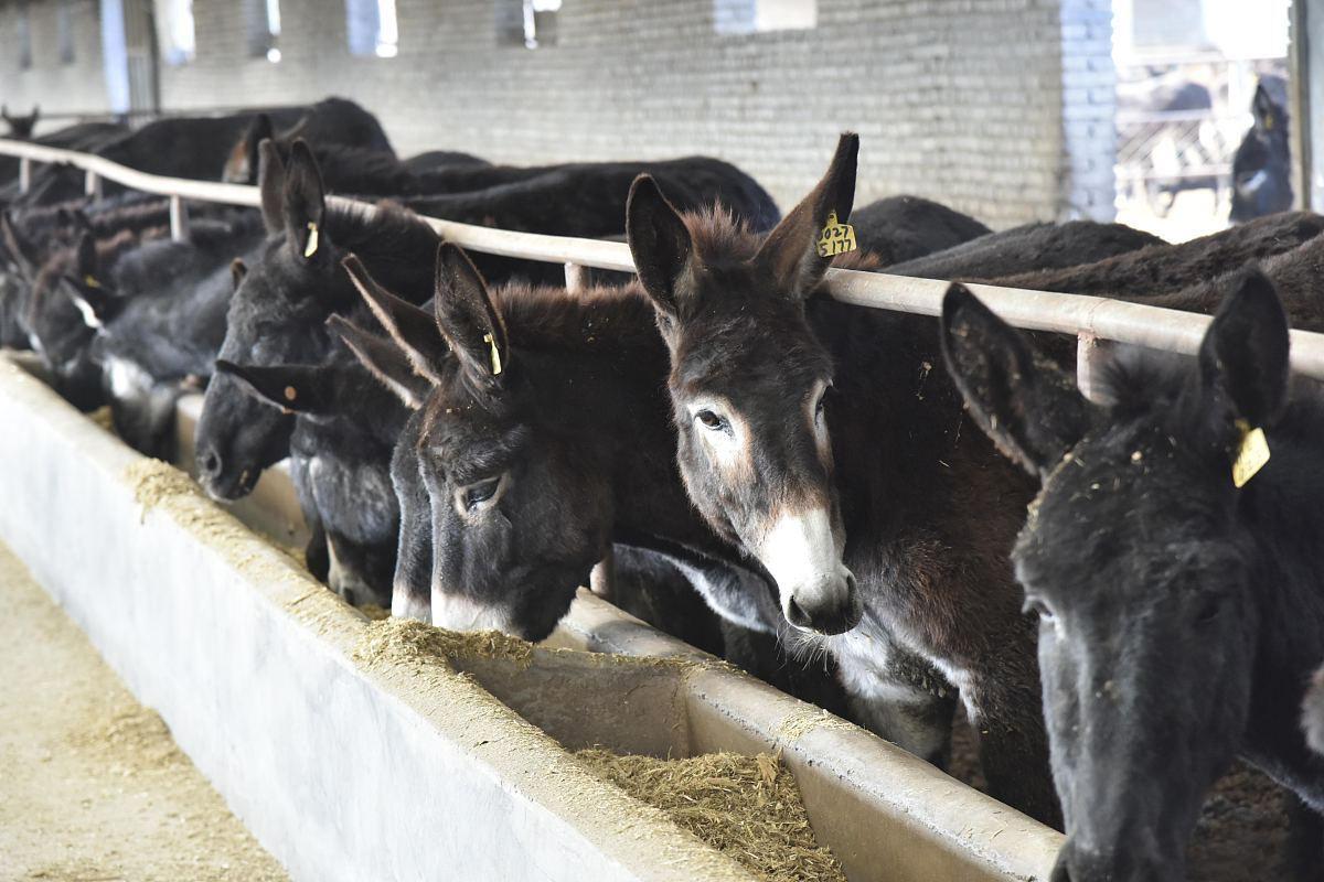 驴不喝水咋回事啊,驴不吃肉是什么原因