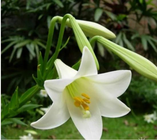 12星座专属什么植物好养,十二星座最适合养什么植物花