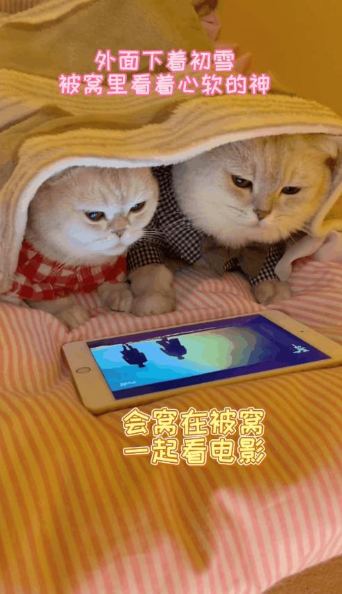 两个猫掐架怎么办,和铲屎官打架的猫咪