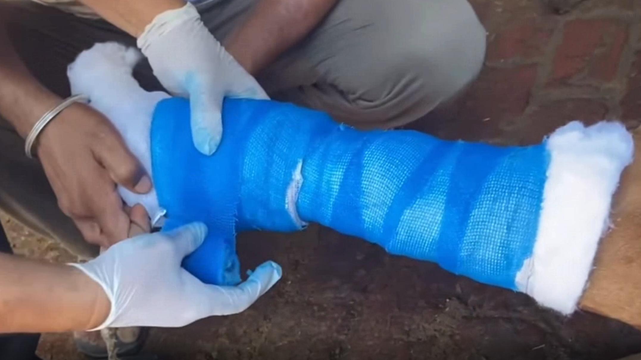 牛摔了一跤能不能缓过来,牛肋骨骨折有什么症状