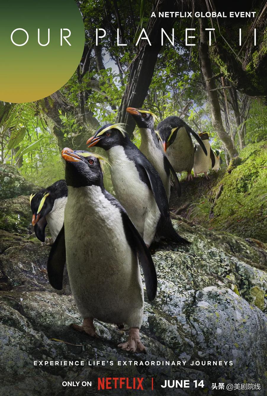 最新王炸美剧,美剧王炸