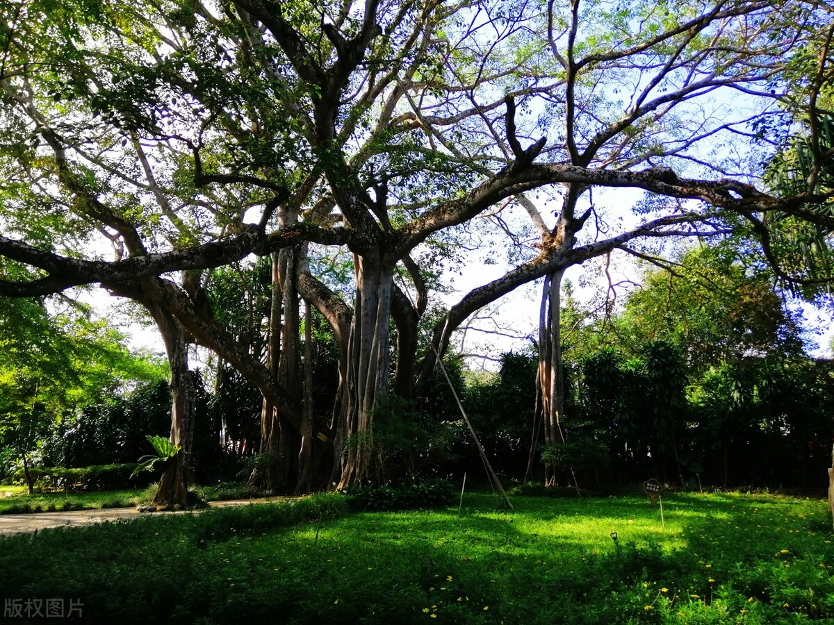云南除了西双版纳哪里还适合过冬,西双版纳景洪避寒的地方