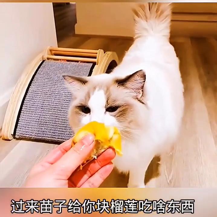 DOU+小助手视频,dou+小助手流量包