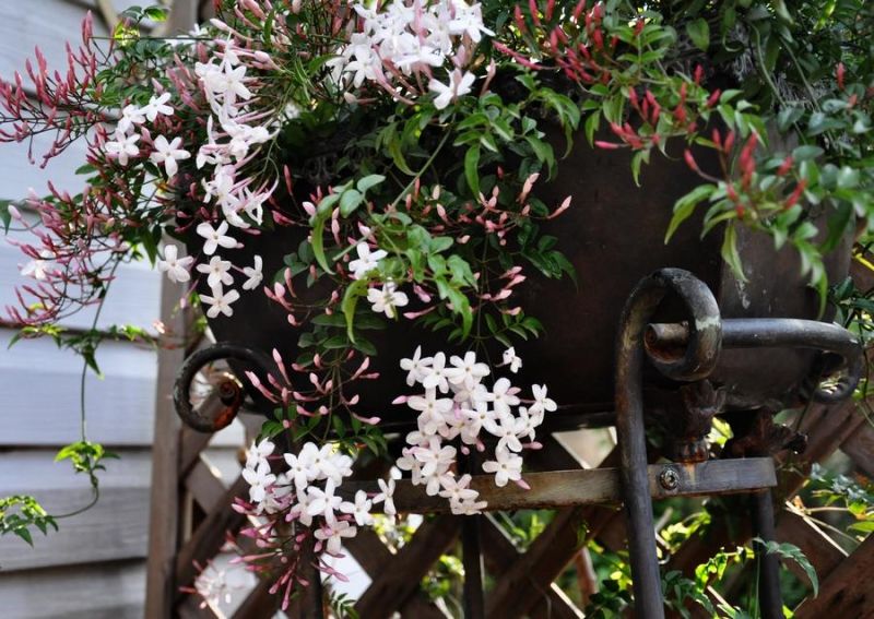 适合春季赏花的花,视觉盛宴五种赏花名花供您选择