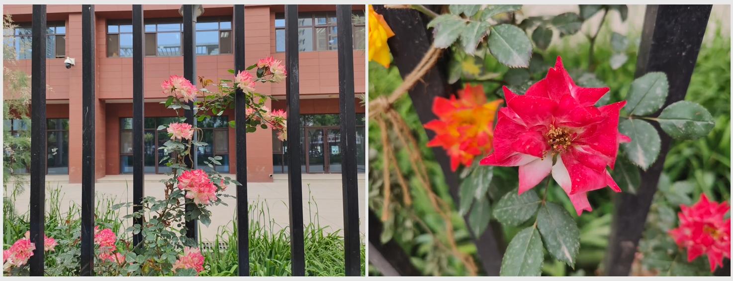 reno8pro为啥用骁龙7,reno8pro骁龙