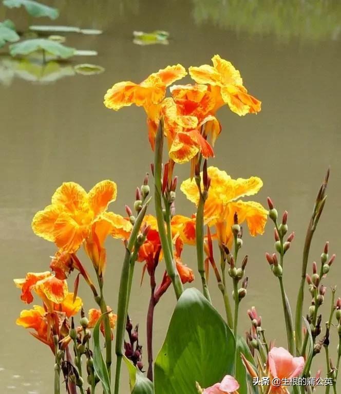 水生花卉栽培方法和技术,十种常见水生花卉