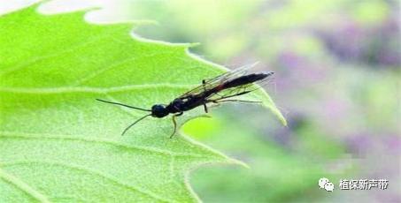 蛀干害虫为害症状识别,什么是蛀干害虫