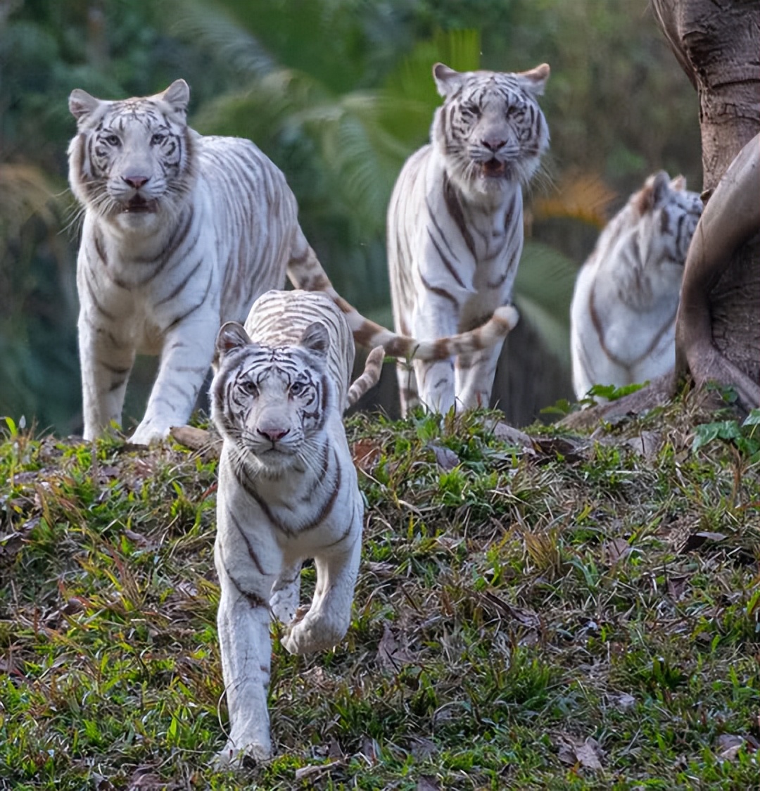 广州长隆熊猫酒店蝴蝶谷,广州长隆熊猫主题酒店五一