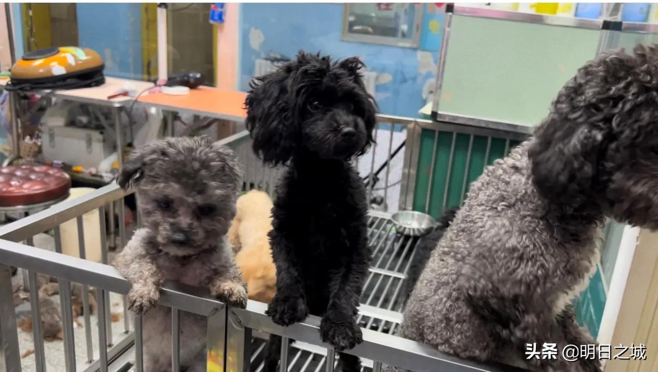 宠物猪长成300斤肥猪,两只宠物小乳猪