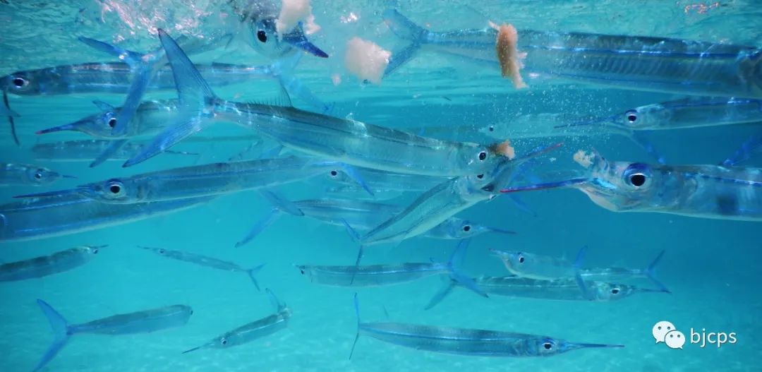 塞班岛为什么免签,塞班岛免签政策45天还是14天