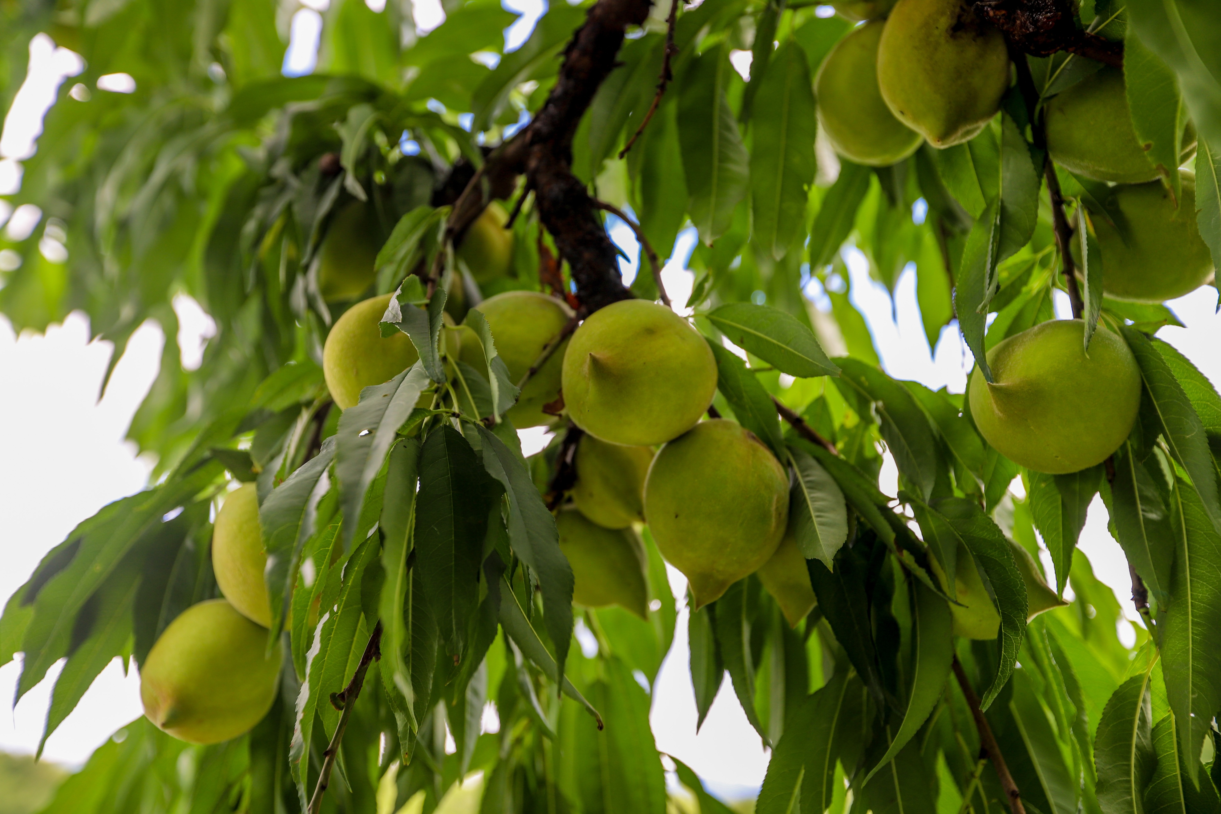 连平鹰嘴蜜桃是水蜜桃吗,广东连平上坪正宗鹰嘴水蜜桃