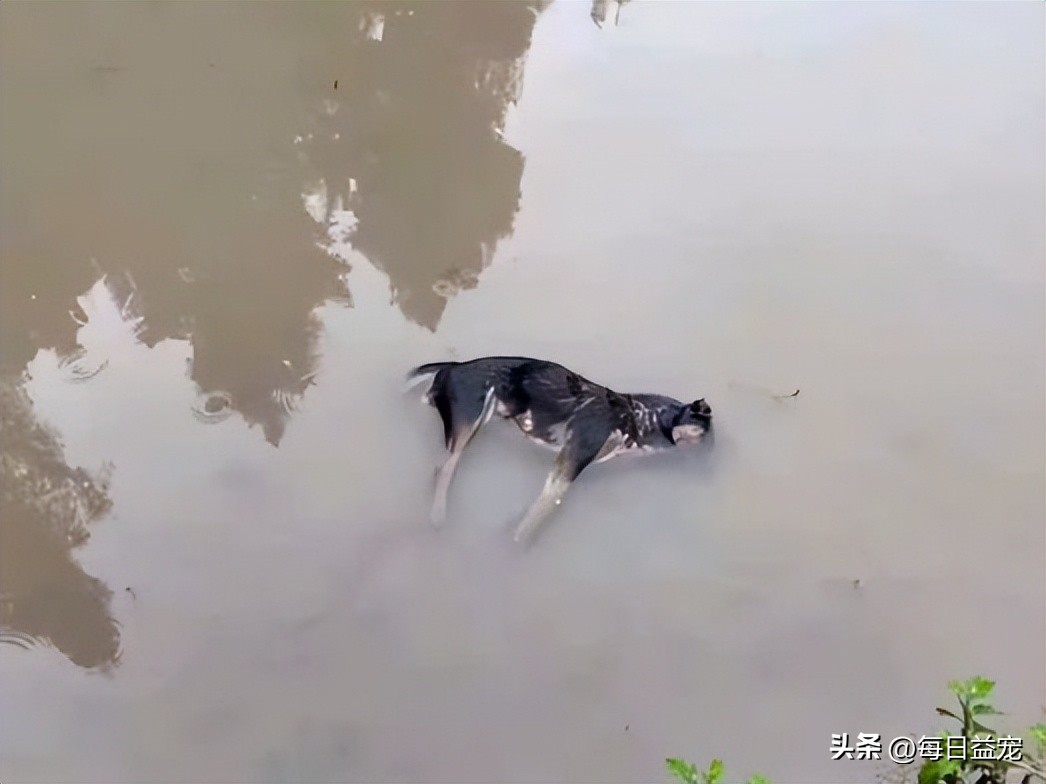 狗妈妈产后流血，眼看着就要不行了，还特意给宝宝喂了次奶