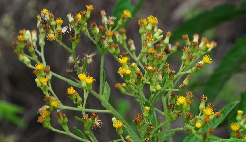 合香香烟,合和牌香烟