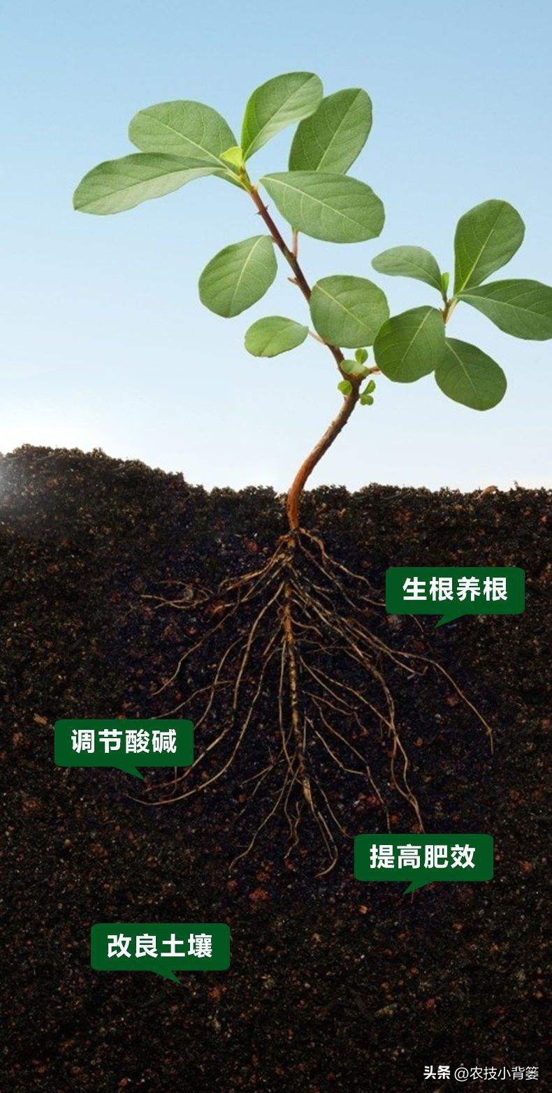 黄腐酸和腐植酸的区别是什么,黄腐酸与腐植酸有什么区别