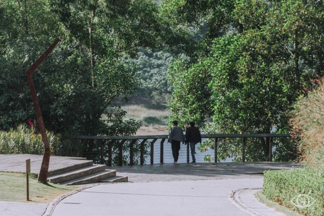 深圳九条最美绿道图片,这些深圳绿道骑出你的美