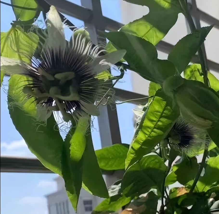 阳台适合种的果树蔬菜,阳台可以种植什么小果树