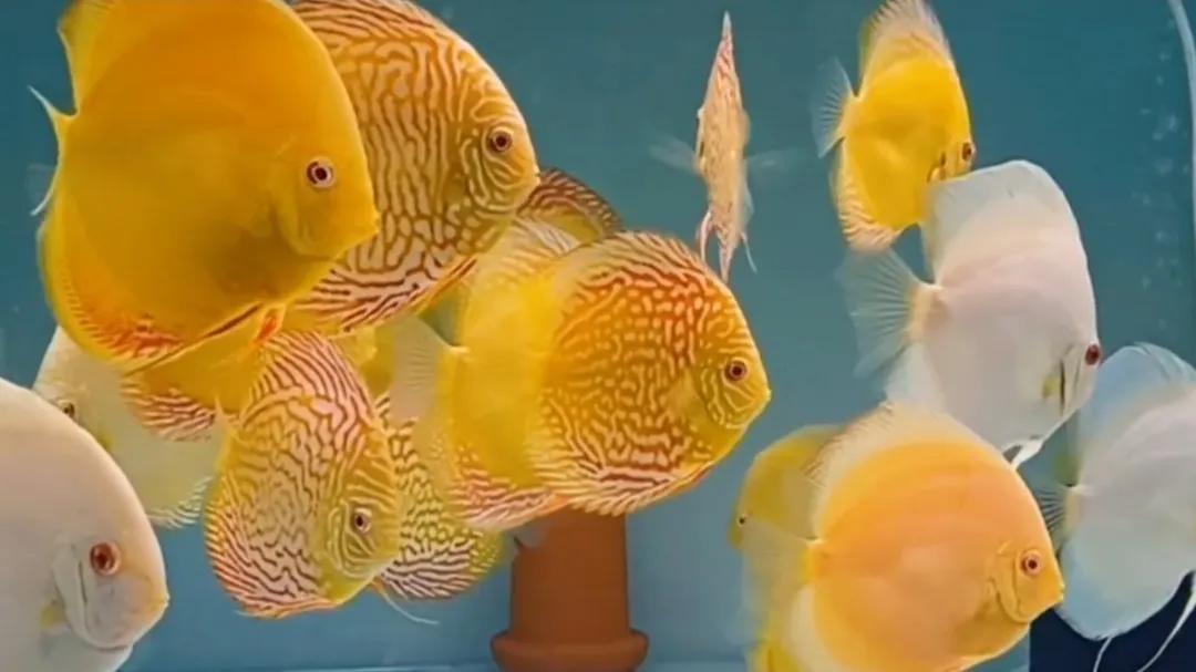 水族开网店需要什么,新手做水族店注意事项