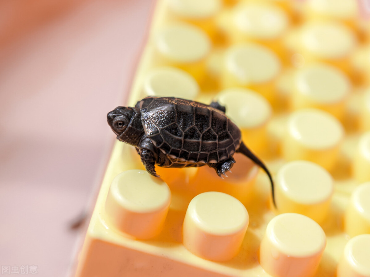 什么龟适合学生养,宿舍的温室龟
