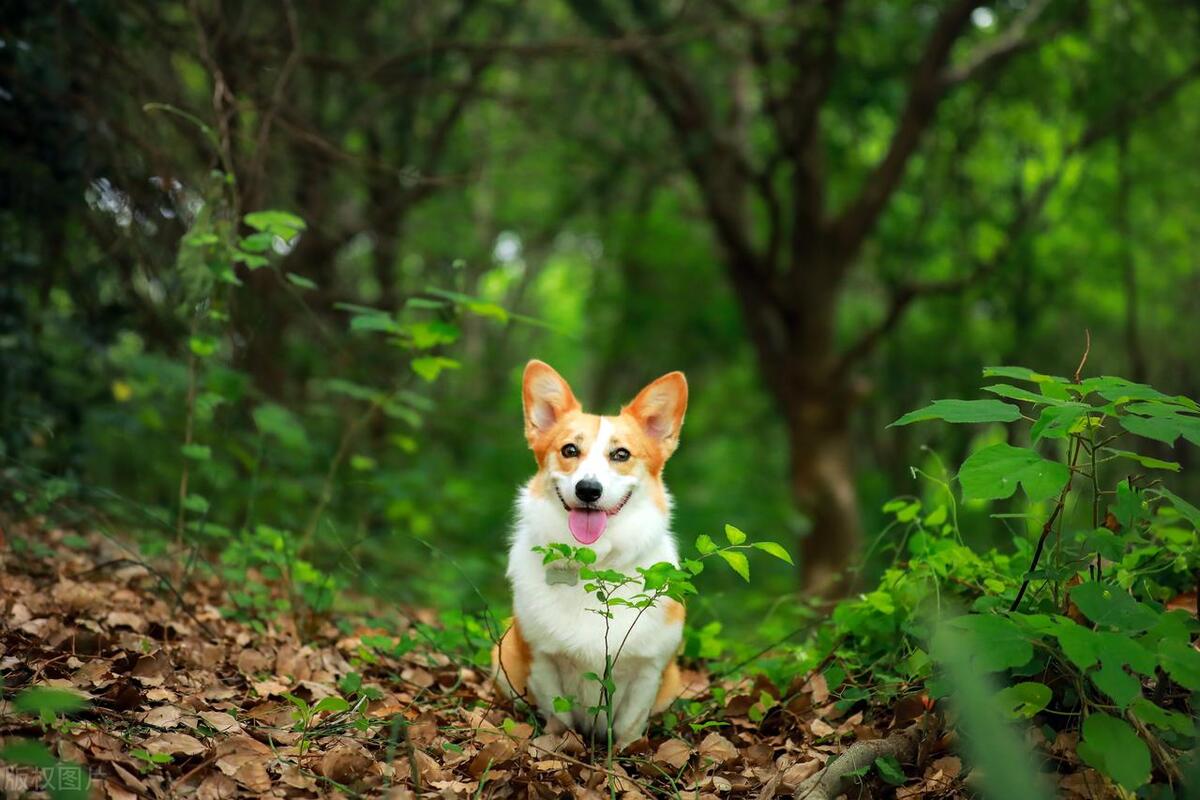 夏天养狗味道大怎么办,夏天养狗要注意的事项