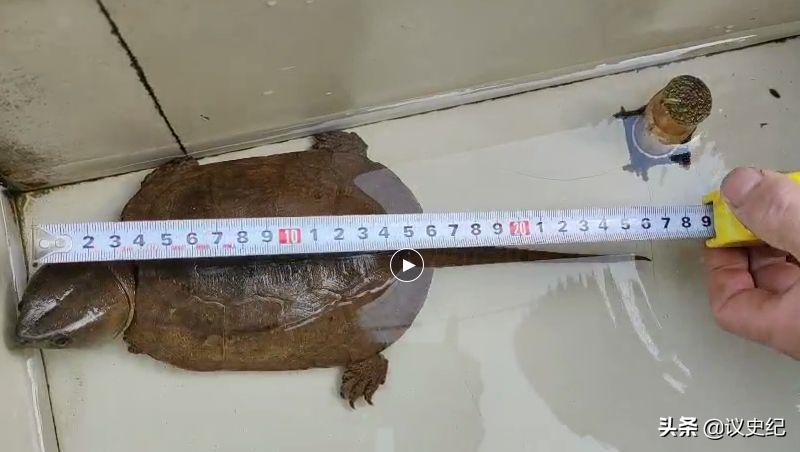 2012男子在野外捡到了小乌龟,男子捡了一个小乌龟最后被抓