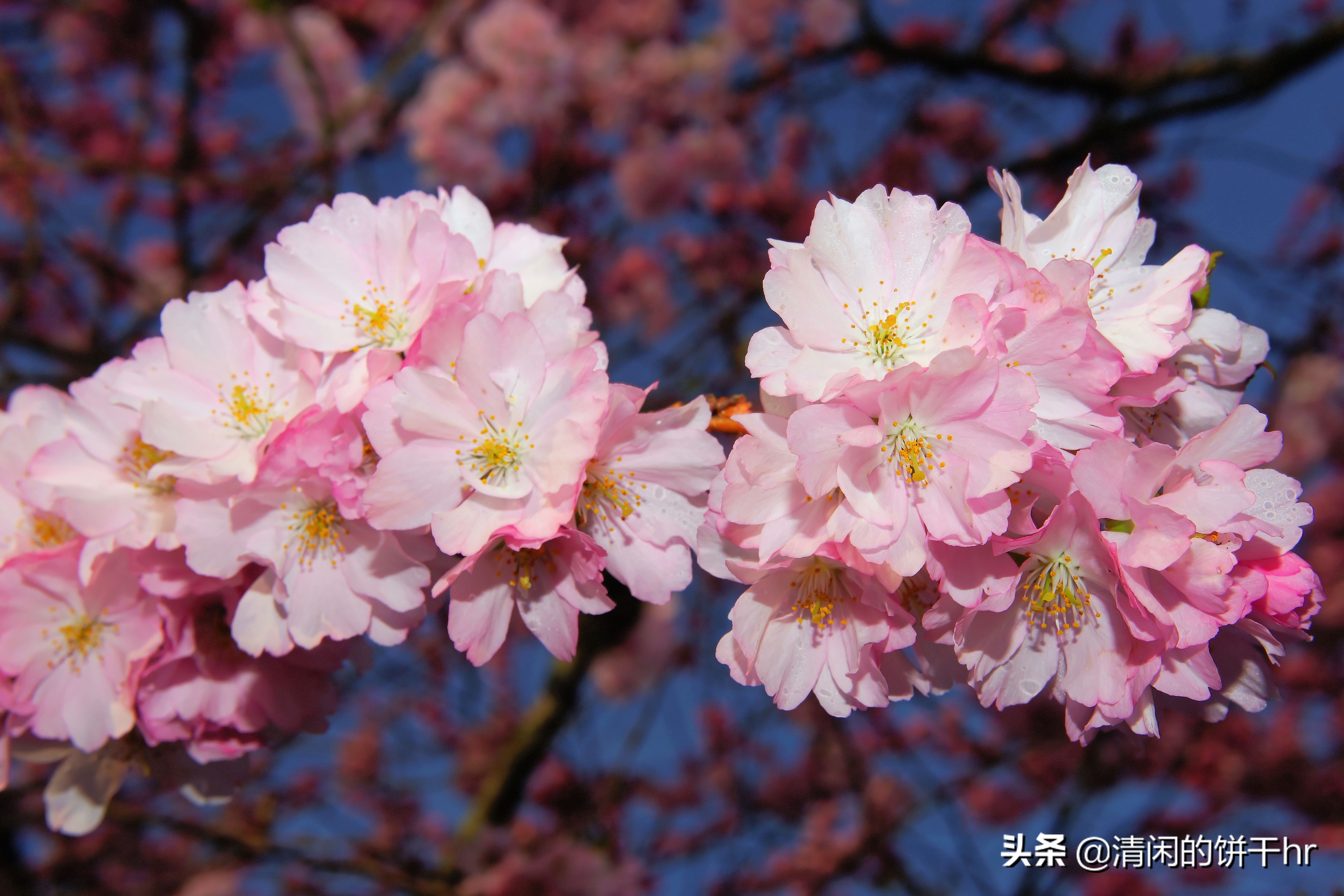 淡雅书香梅花唯美图片,淡雅梅花花卉图片