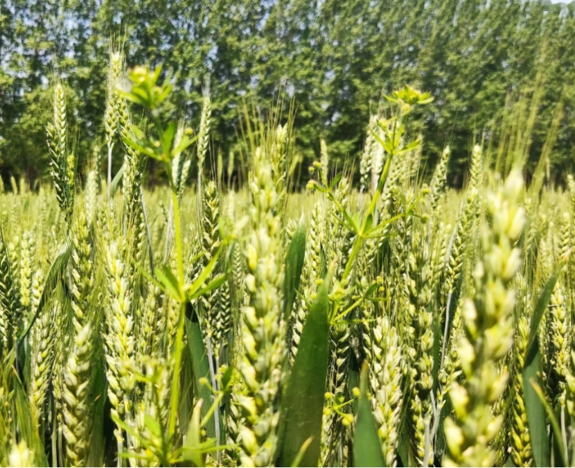 农村哪三件生意严查,农村开展大整治三种生意不能做