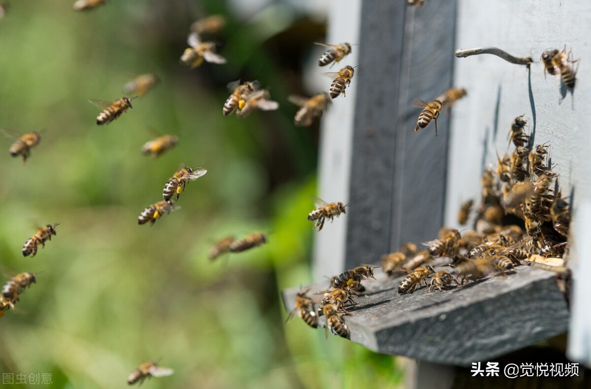 蜜蜂会不会主动攻击,蜜蜂会不会主动攻击人