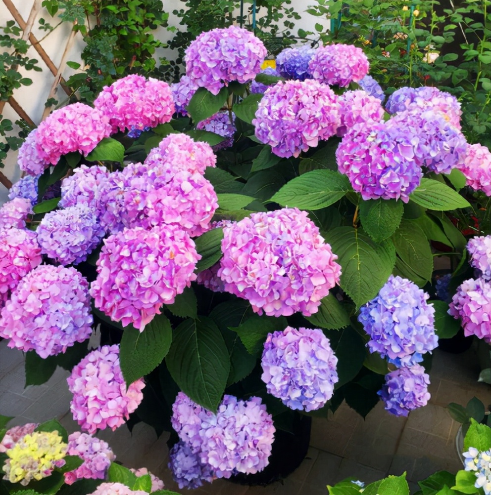 最容易买错的4种花,最容易买的5种花