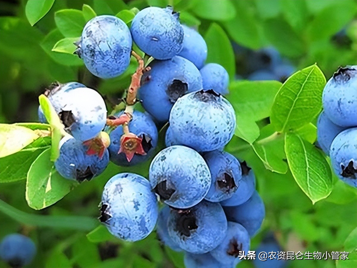 蓝莓种植如何增加甜度,蓝莓种植调酸用哪种