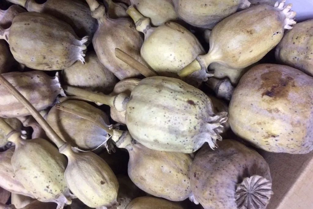 12种香料及分量,姜科植物的香料有哪些