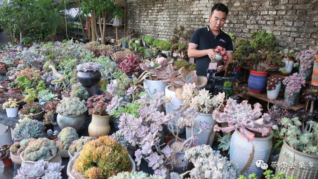 卖萌经济的生意经,卖萌生意的利润