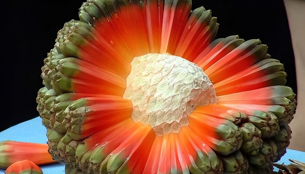 外国的奇怪蔬菜水果,国外奇怪的水果