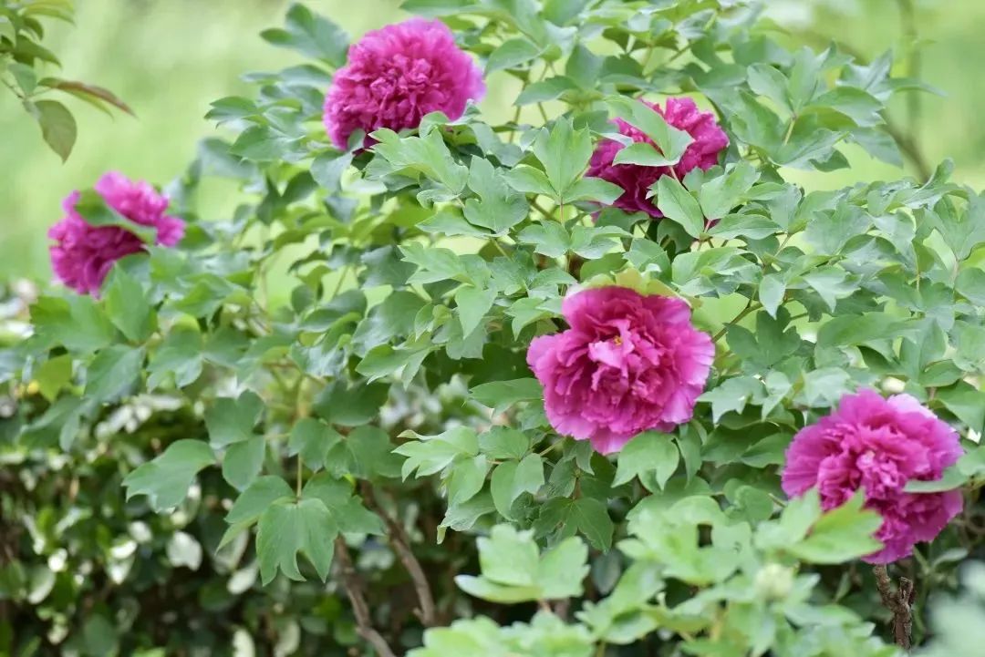 小众公园北京,北京欧式小众公园