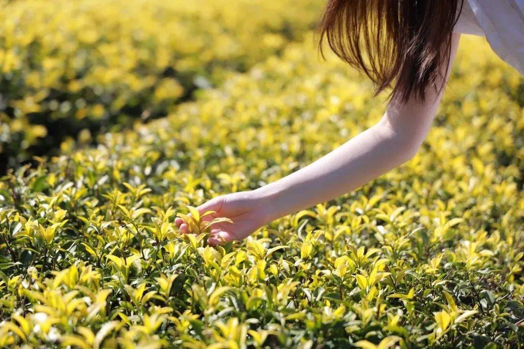 金坛非遗体验,非遗研学沉浸式体验非遗魅力