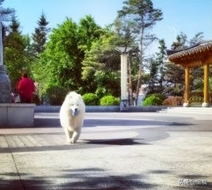 不同狗狗发情期的表现不一样，快来看看你家狗狗即将发情的样子。