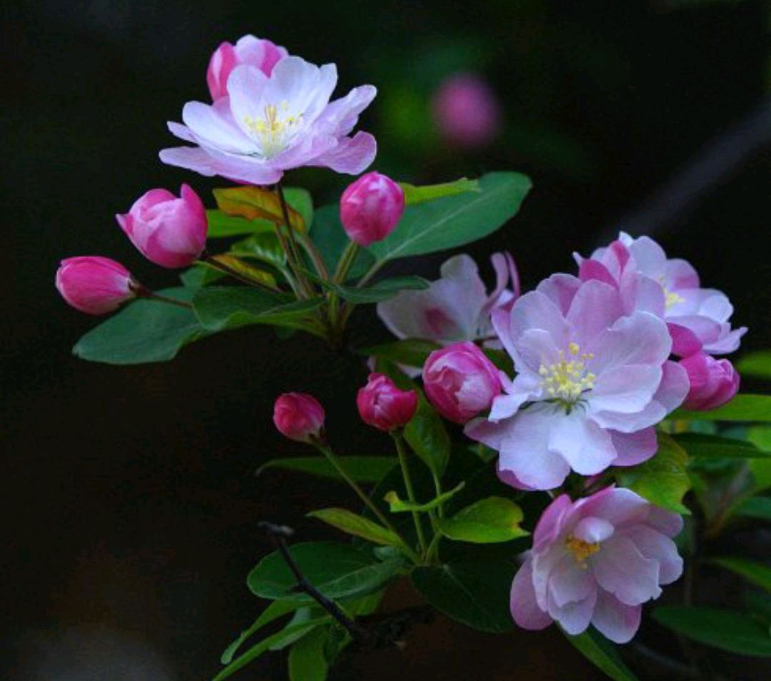 春游观赏的花有哪些,春天赏花什么花好看