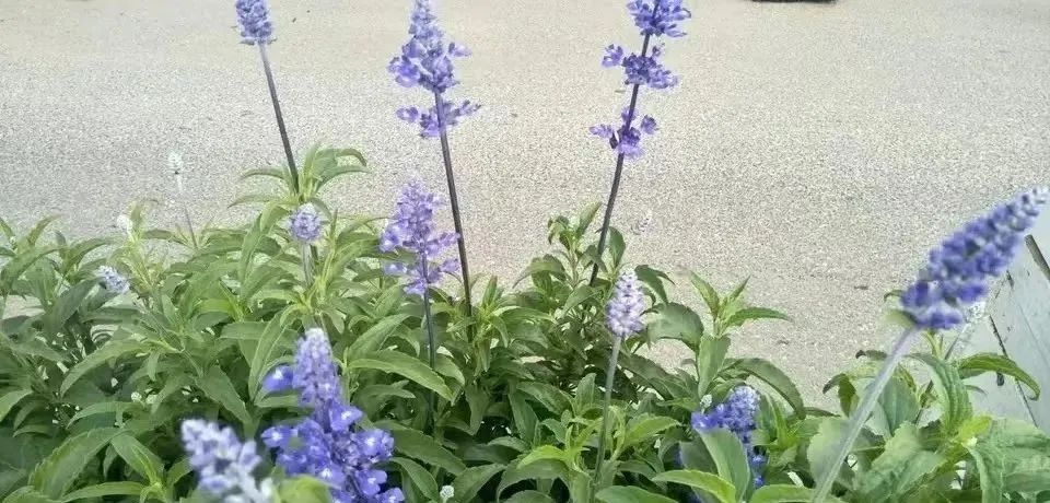 什么花好养又杀菌生根,什么花最香最好养又耐阴