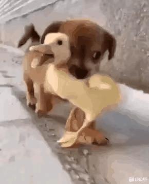 韩国萌娃搞笑gif,韩国小姐姐搞笑gif