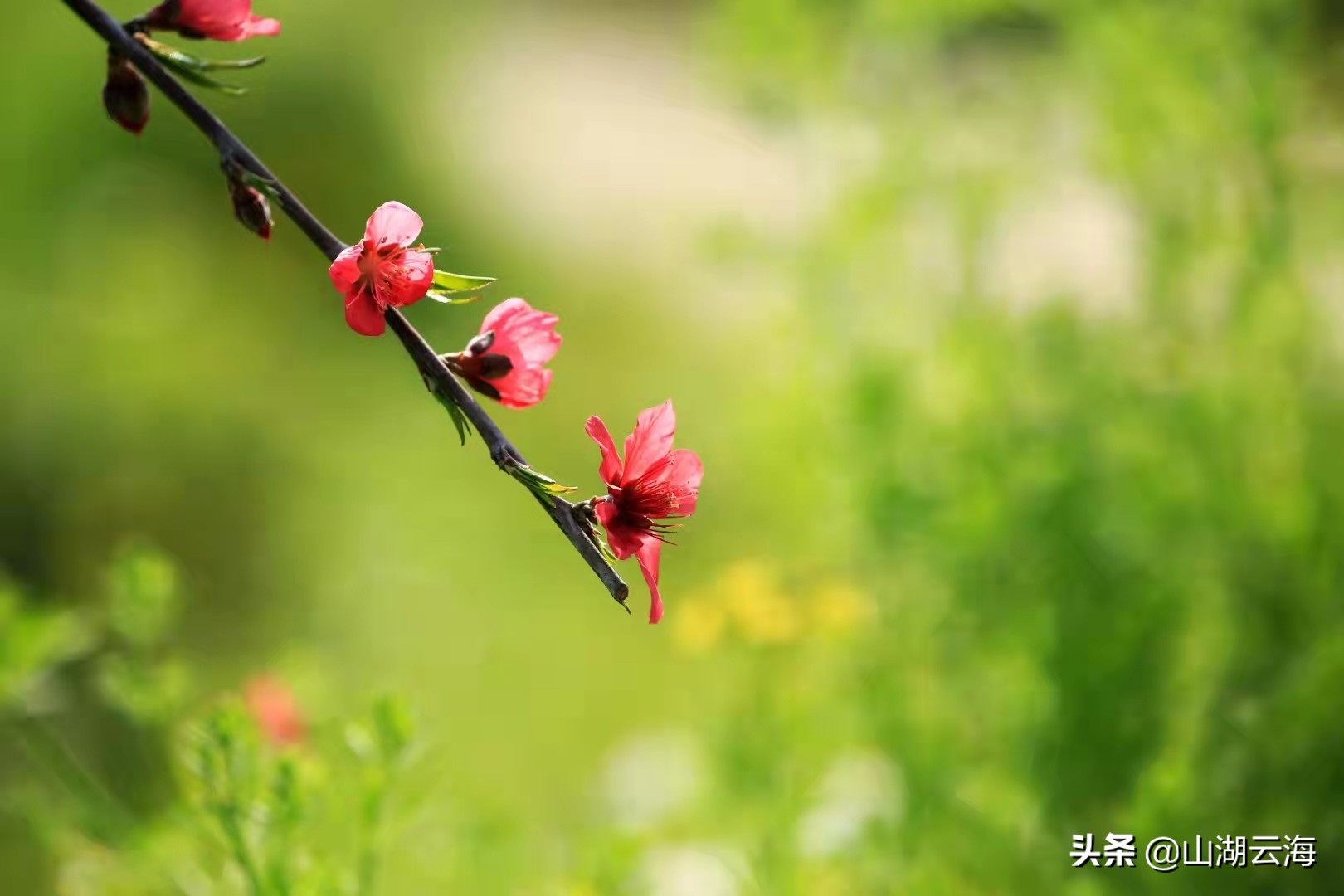 花开到荼蘼美文,花开荼蘼葳蕤生香