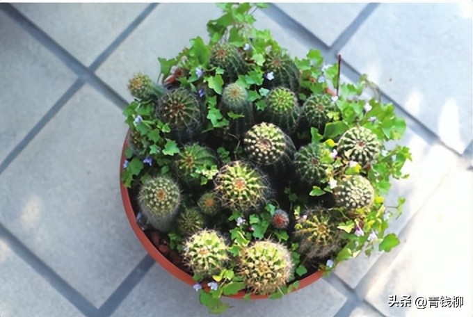 养了10年的彩草仙人球,彩草仙人球的养殖方法和注意事项