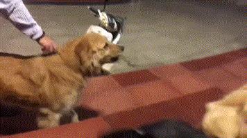 狗交配后居然会流血？难道是太激烈了？