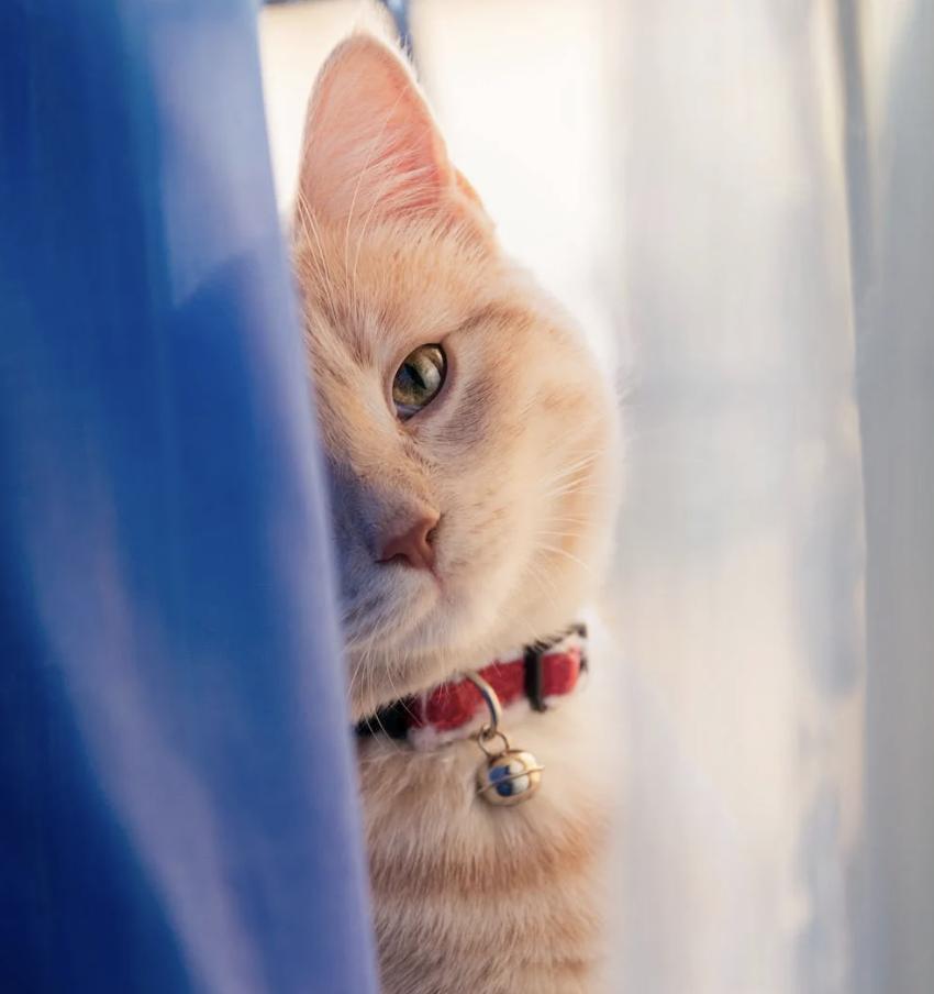 能证明你家猫养得很好的几个特征,用多种方法来介绍猫的特征