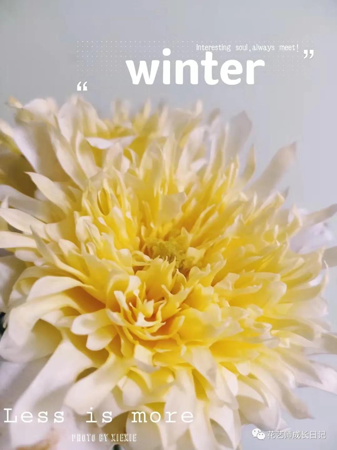 100朵玫瑰vol.50|烟花波浪玫瑰，菊里菊气，花开如烟火