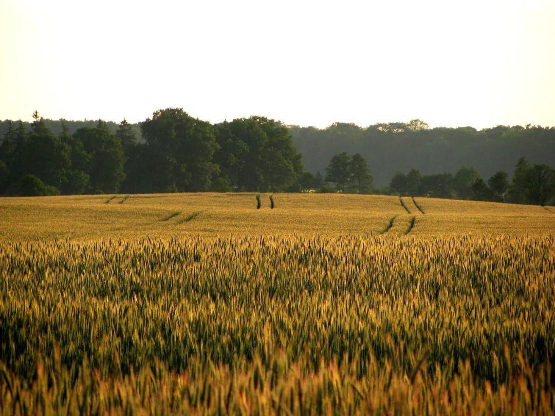 乡村振兴农民最关心的问题是什么,关于乡村振兴及三农的自我见解